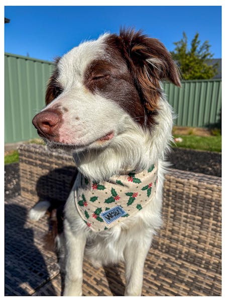 Christmas 3-Snap Bandana