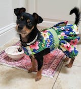 Hawaiian Red Hibiscus Designer Dog Dress with Matching Leash