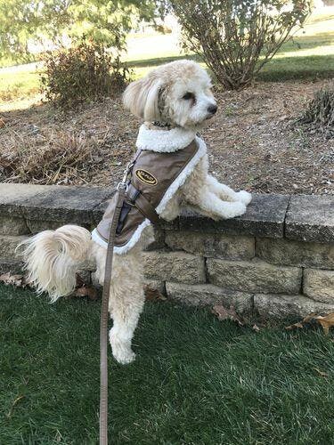 Co-Pilot Classic Bomber Dog Coat – Waggy Pups