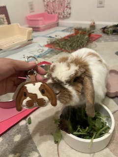 Custom Handmade Leather Pet Charm
