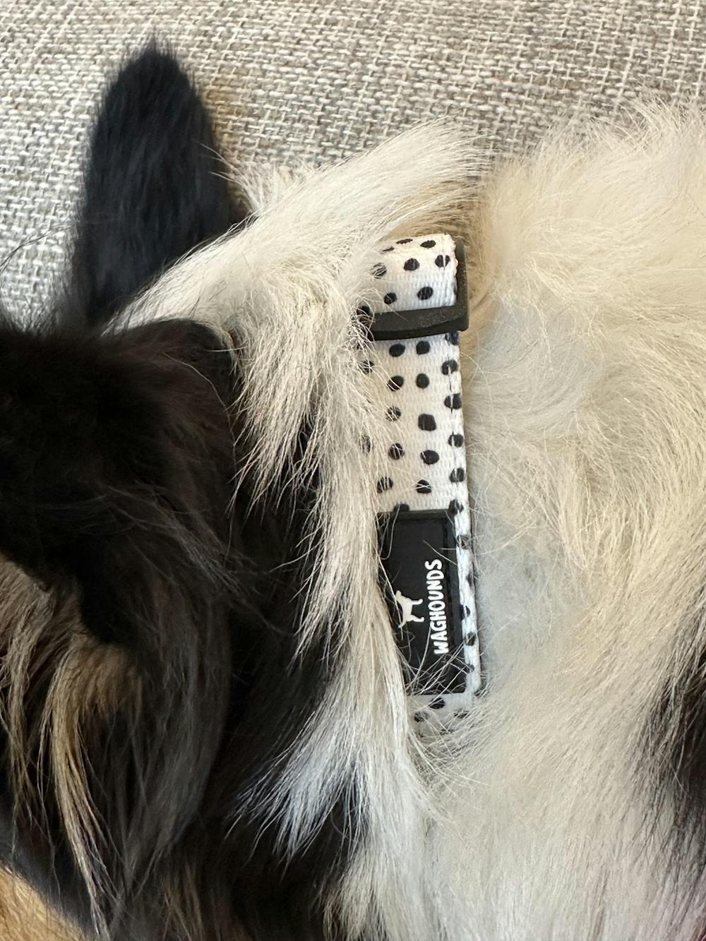 Adjustable Dog Collar - Dotty