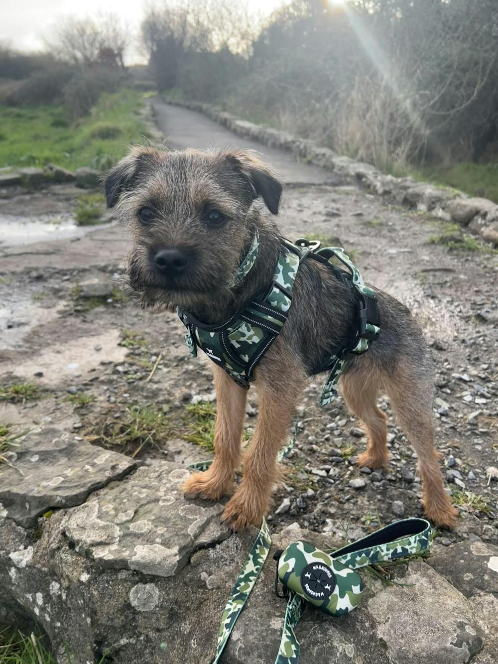 Control Dog Harness - Green Camo