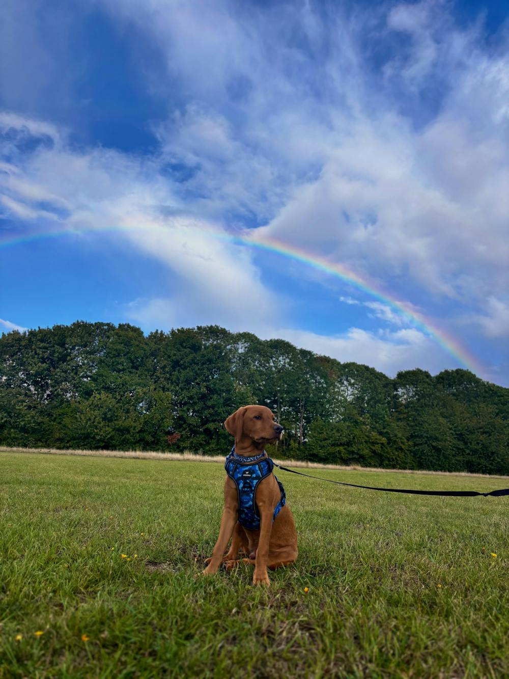 Control Dog Harness - Blue Camo *NEW CHEST SIZING*