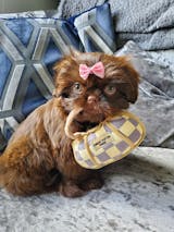 Chewy Vuitton Red Trim Designer Purse Dog Toy – FrankandBeanz Fancy Jewelry  and Toys for Pets