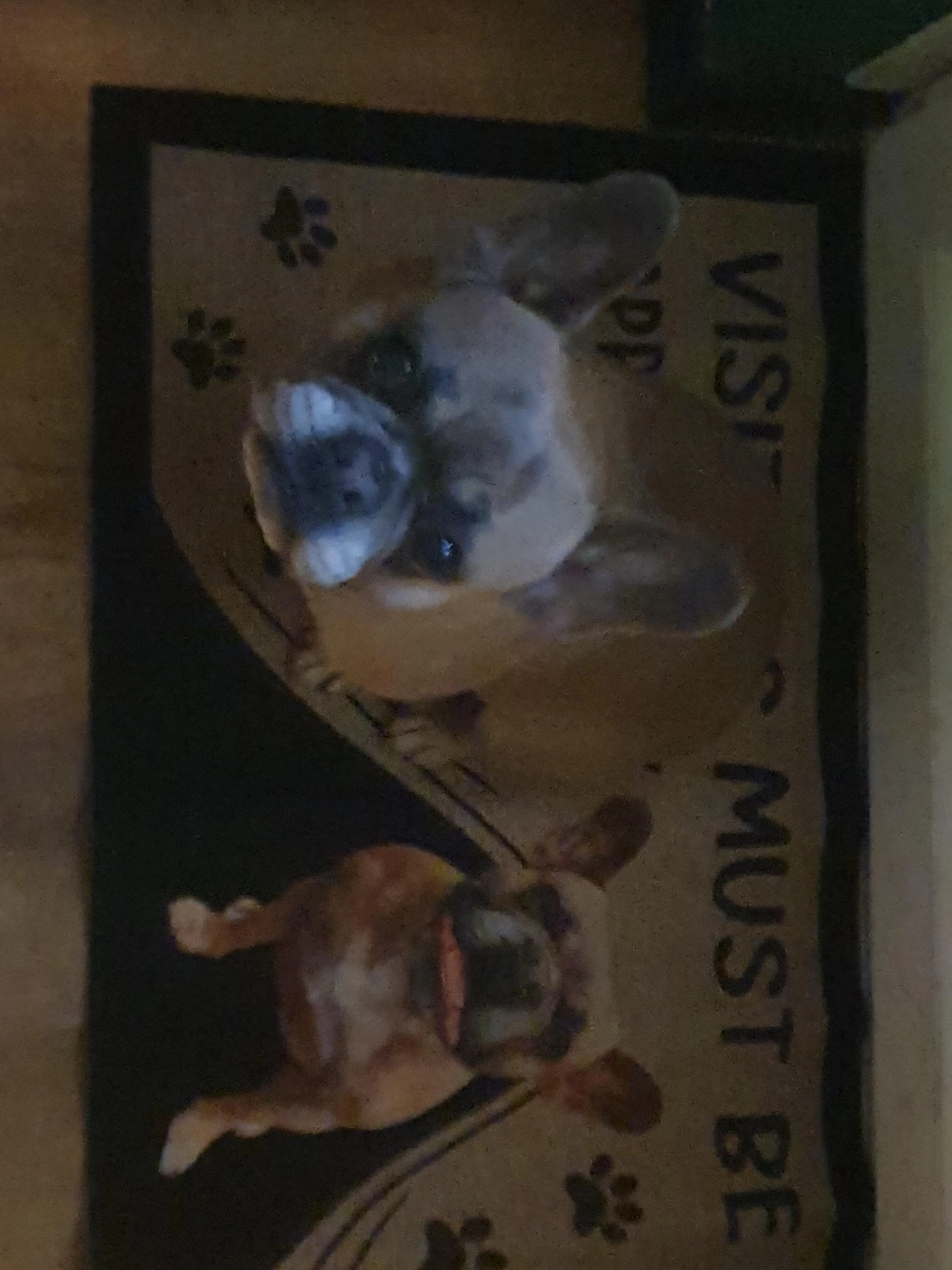 All Guests Must Be Approved Personalized Custom Photo Dog Doormat C655