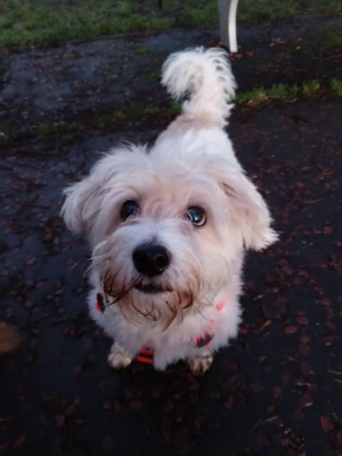 Waterproof Dog Harness - Blaze Orange