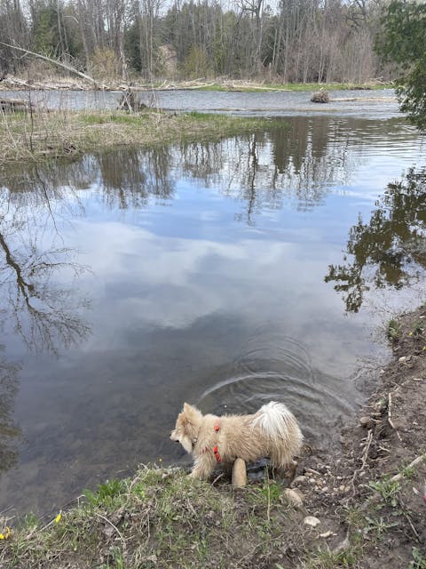 Waterproof Dog Harness - Blaze Orange