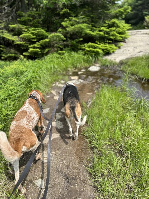 Waterproof Dog Harness - Jet Black