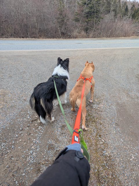 Waterproof Dog Collar - Blaze Orange