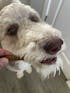 Smartpup Chews