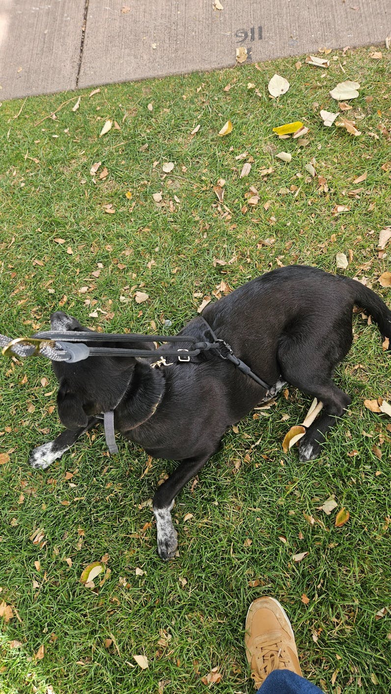 Calm Command: Hands Free No-Pull Leash