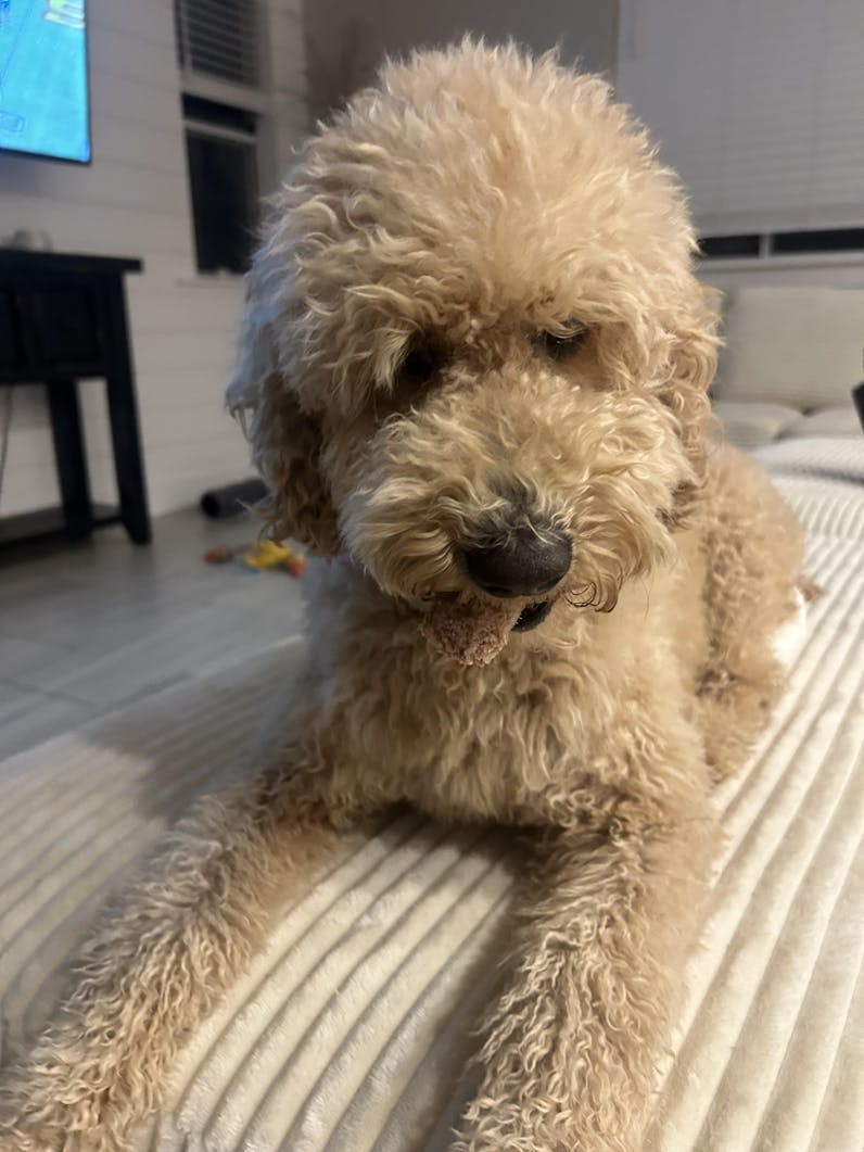 Freeze-Dried Chicken Crisps | Single Ingredient Dog Treats