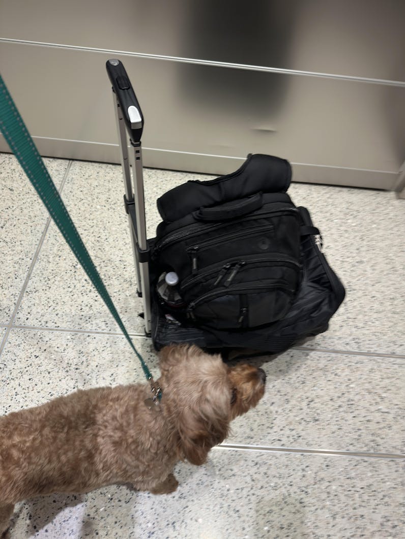 Air Pup Travel Carrier