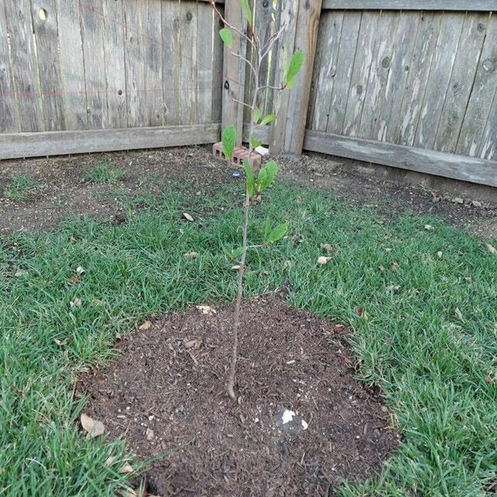 Black Gum Tree For Sale Near Me