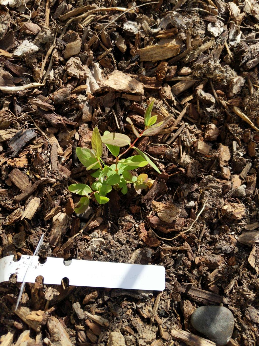 Grow Sweet Aurora Haskap Berries Berry Plants For Sale Now! Weaver