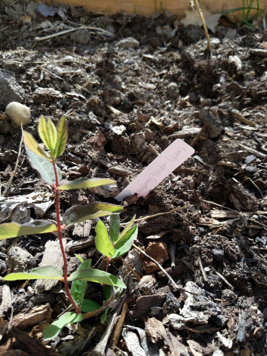 Grow Sweet Aurora Haskap Berries Berry Plants For Sale Now! Weaver