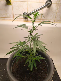 Review picture