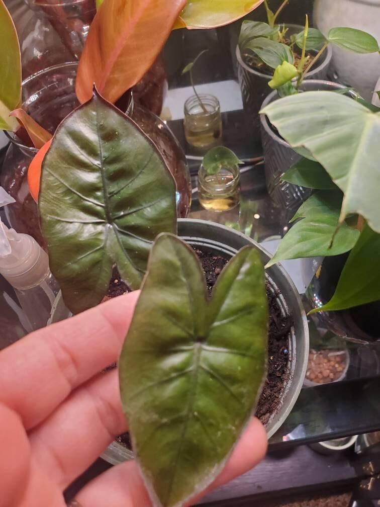 Eladamri Lord of Leaves／葉の王エラダムリー(英語版2枚) Plant Leaves Flashcards | Botany Plant Identification Montessori
