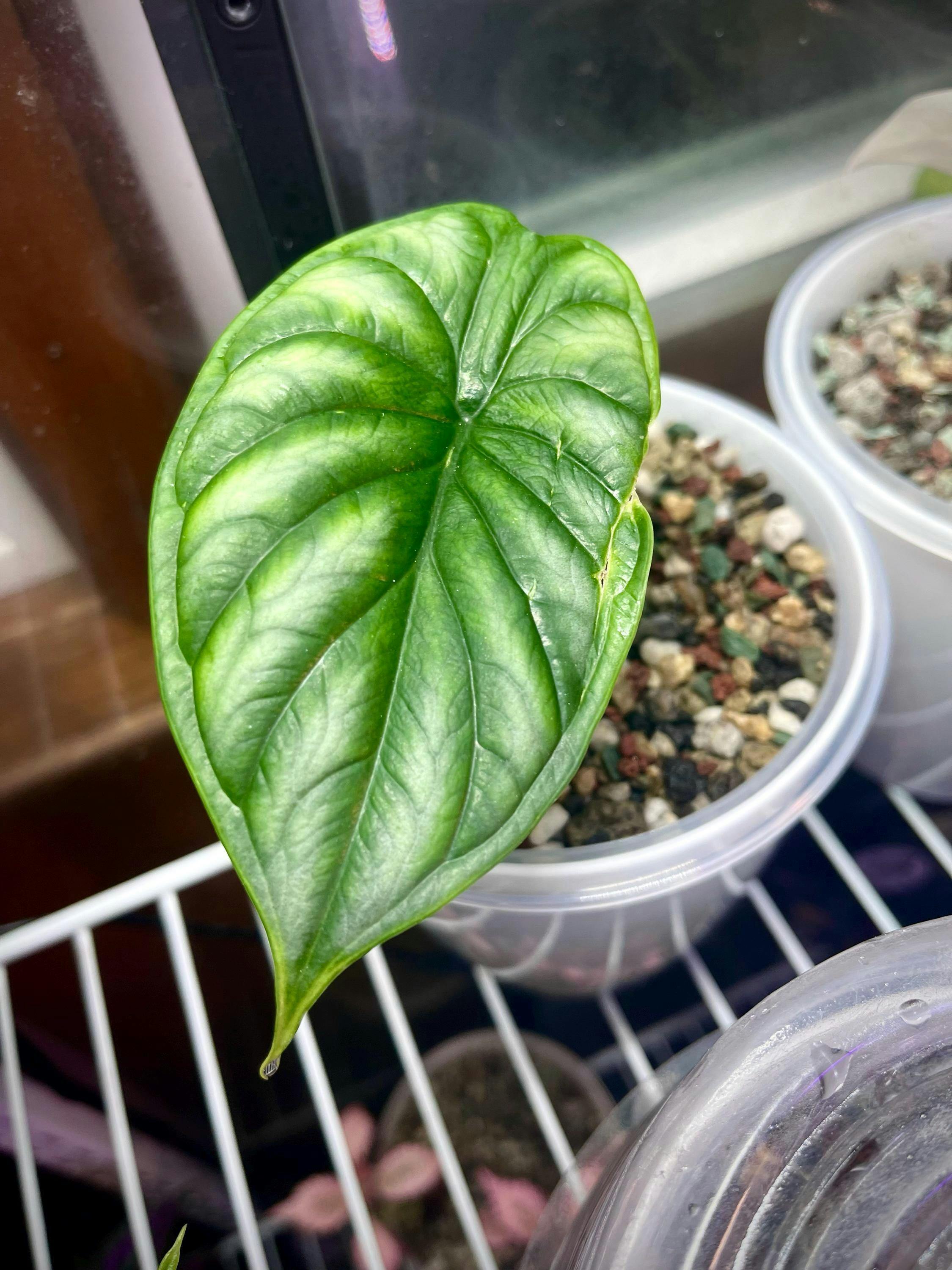 Golden Dragon Elephant Ear - Alocasia – Wellspring Gardens