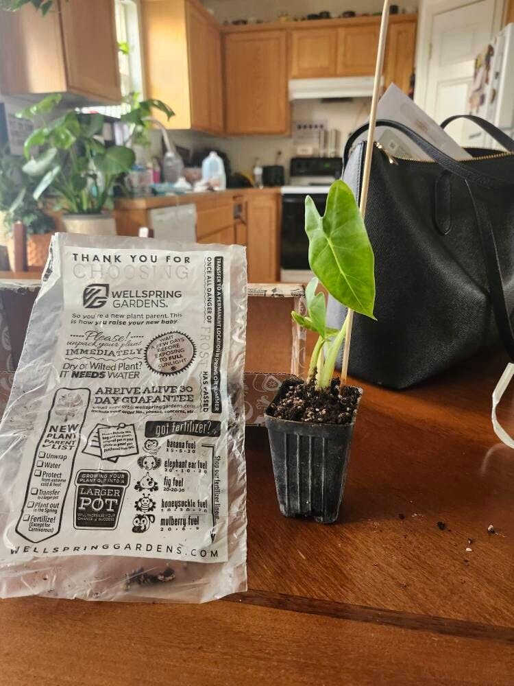 Purple Cloak Elephant Ear - Alocasia – Wellspring Gardens