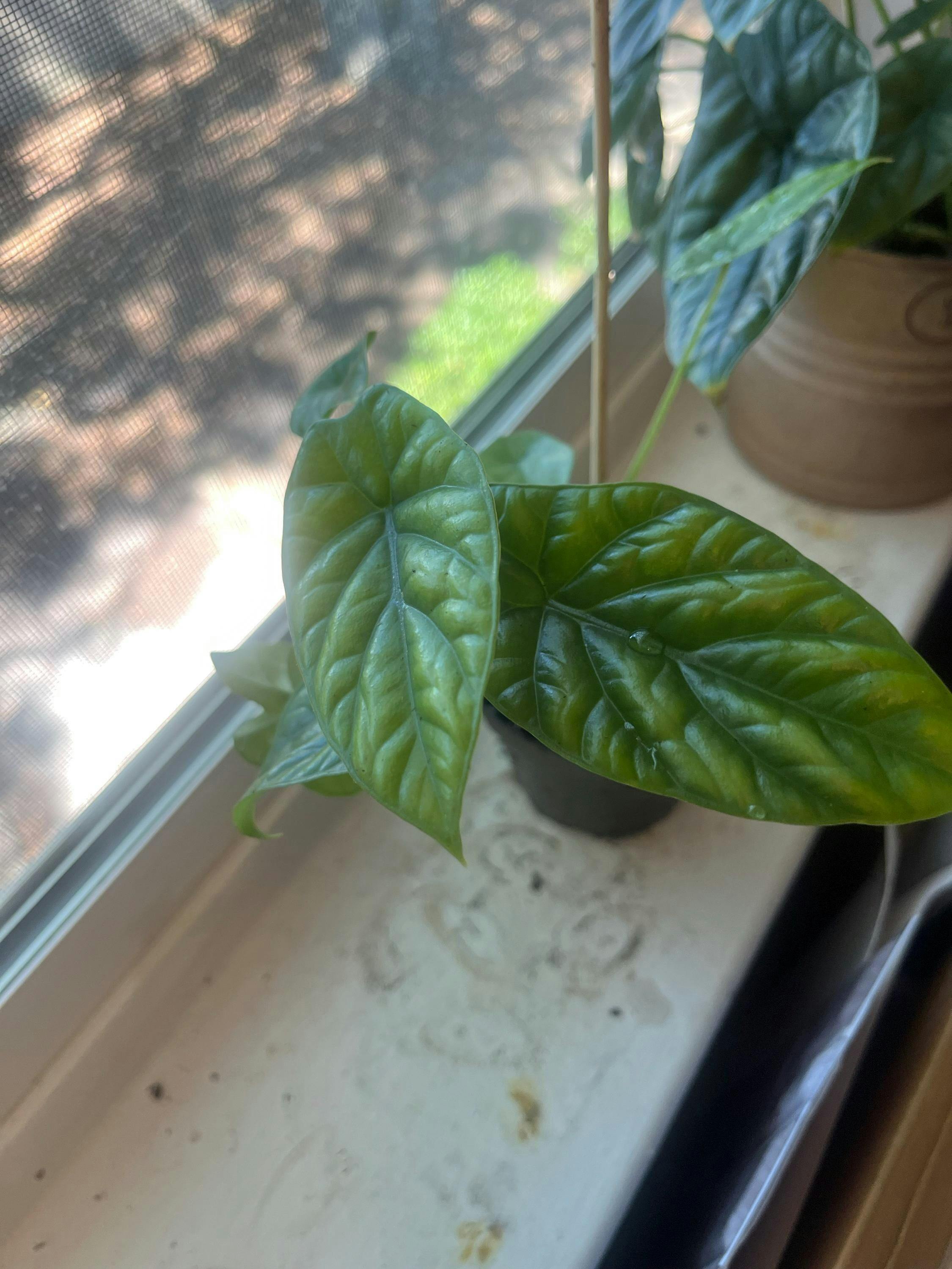 Frydek Elephant Ear - Alocasia – Wellspring Gardens