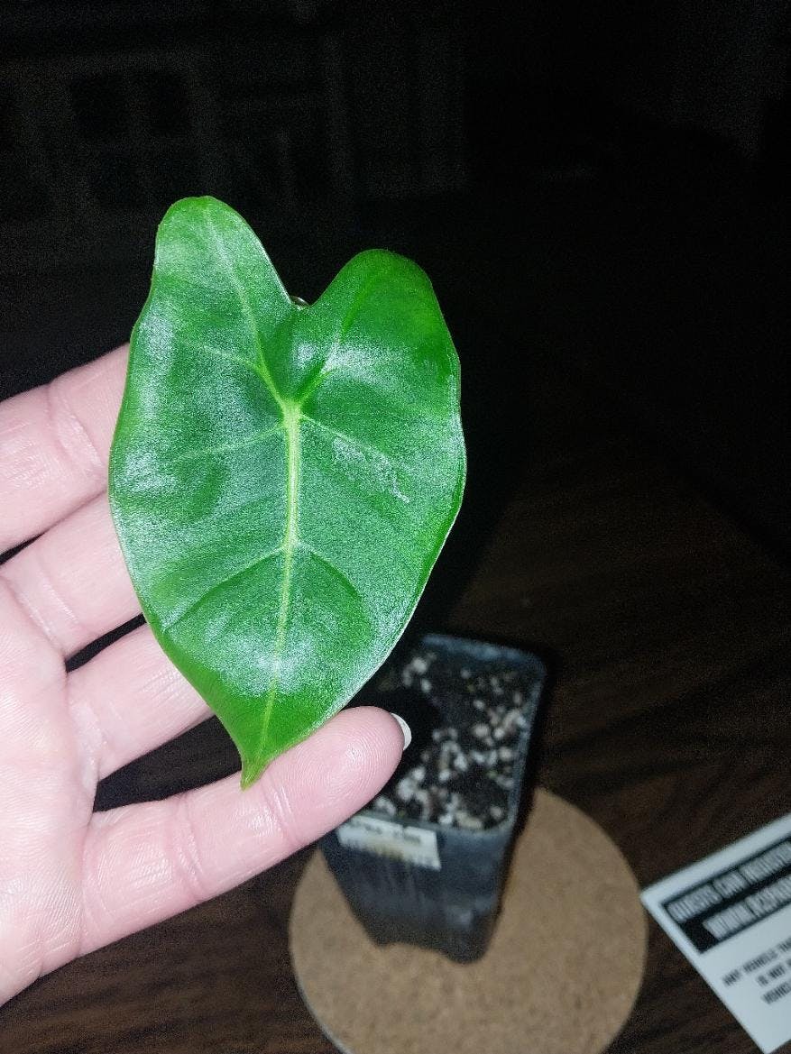 Lauterbachiana Purple Sword Leaf Elephant Ear - Alocasia