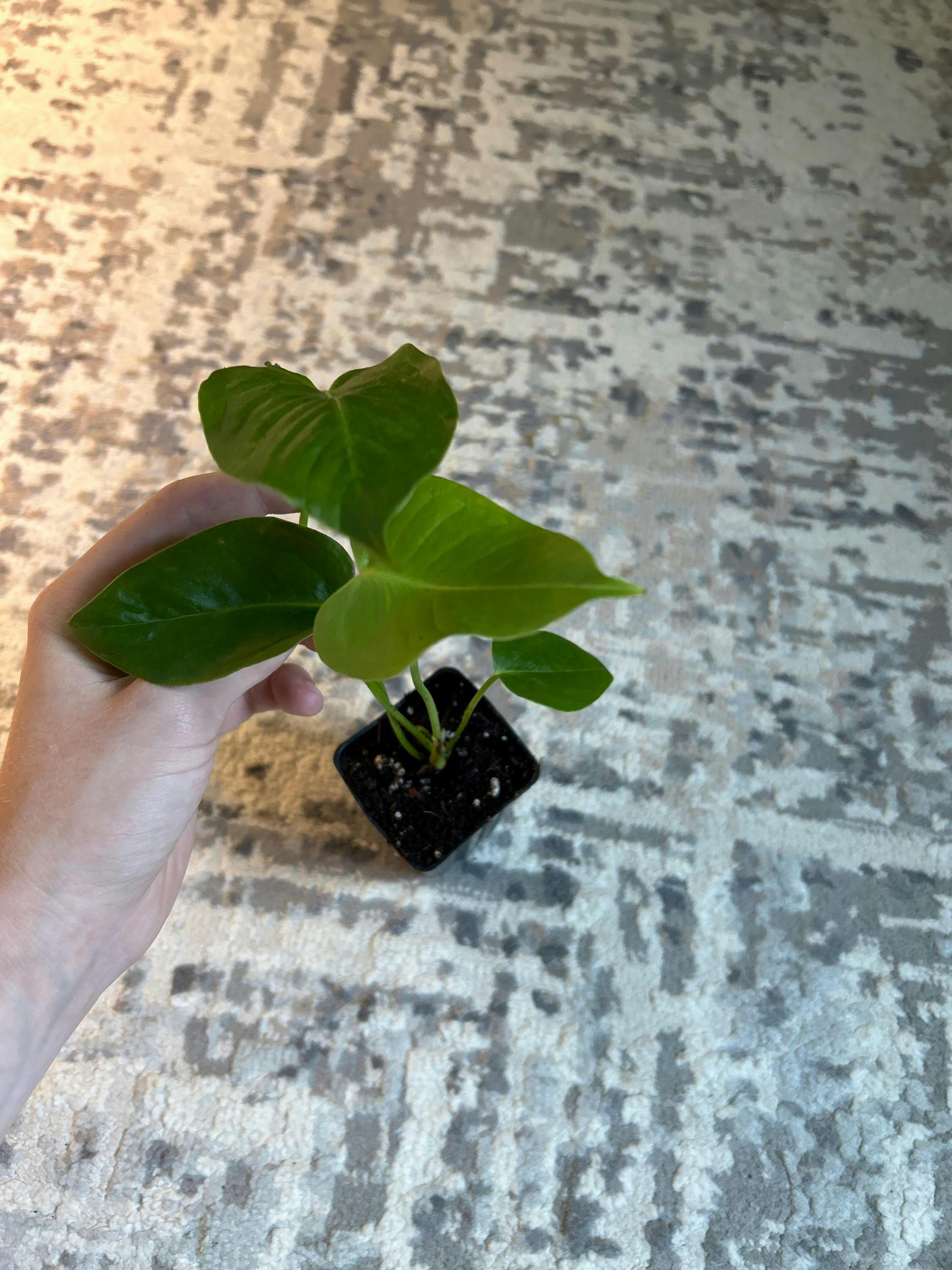 Anthurium radicans x luxurians Hybrid - Anthurium – Wellspring Gardens