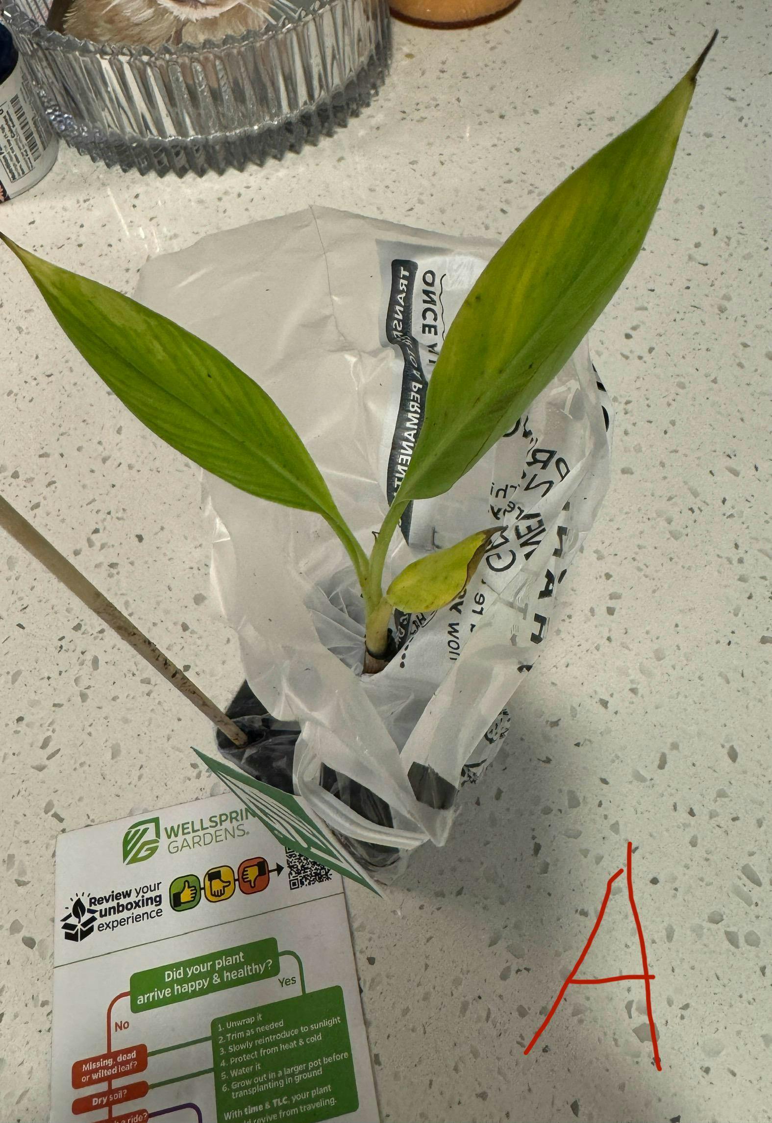 Zebrina Rojo Banana - Musa acuminata – Wellspring Gardens