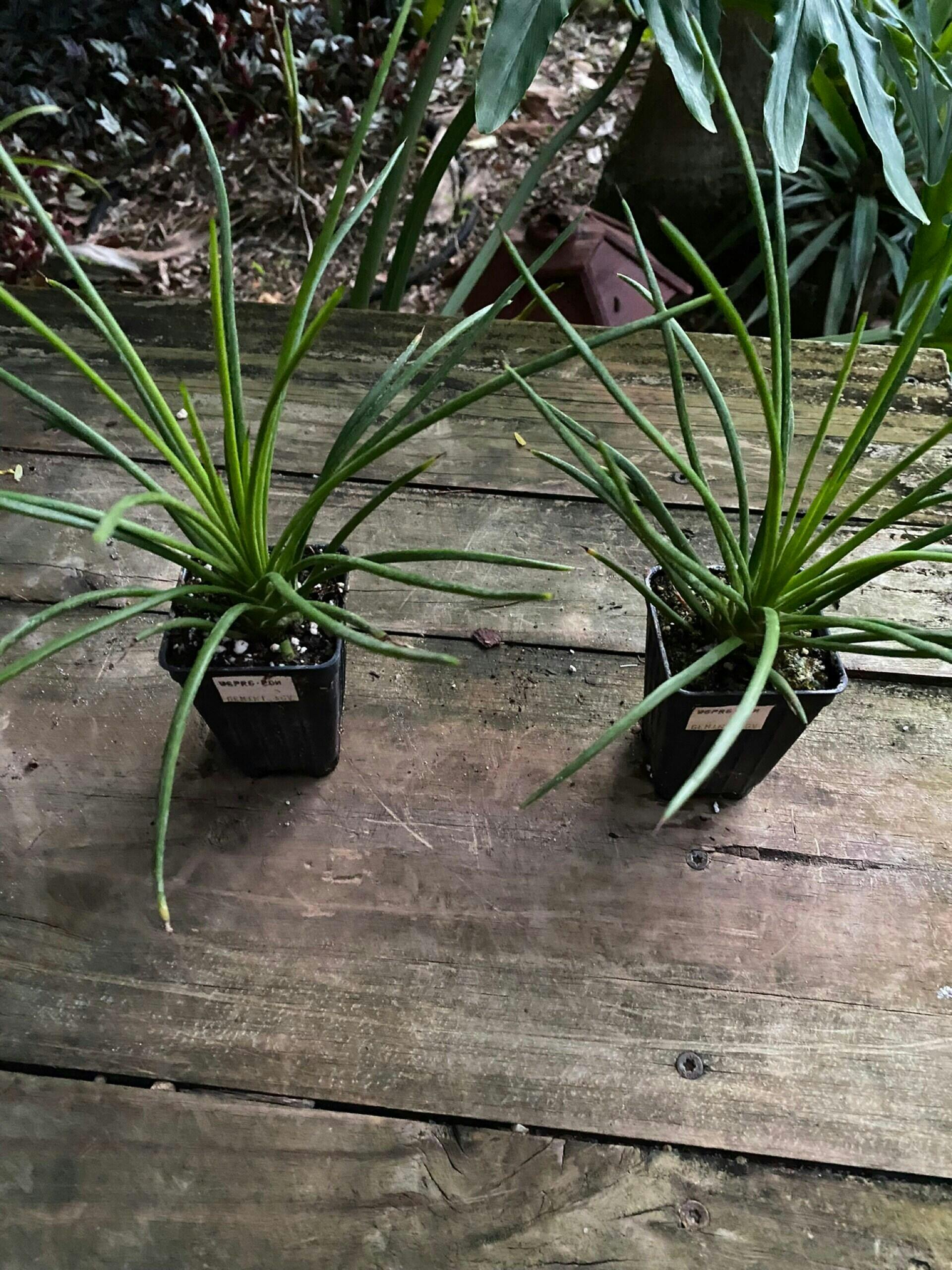 Gemini Agave - Agave Geminiflora – Wellspring Gardens