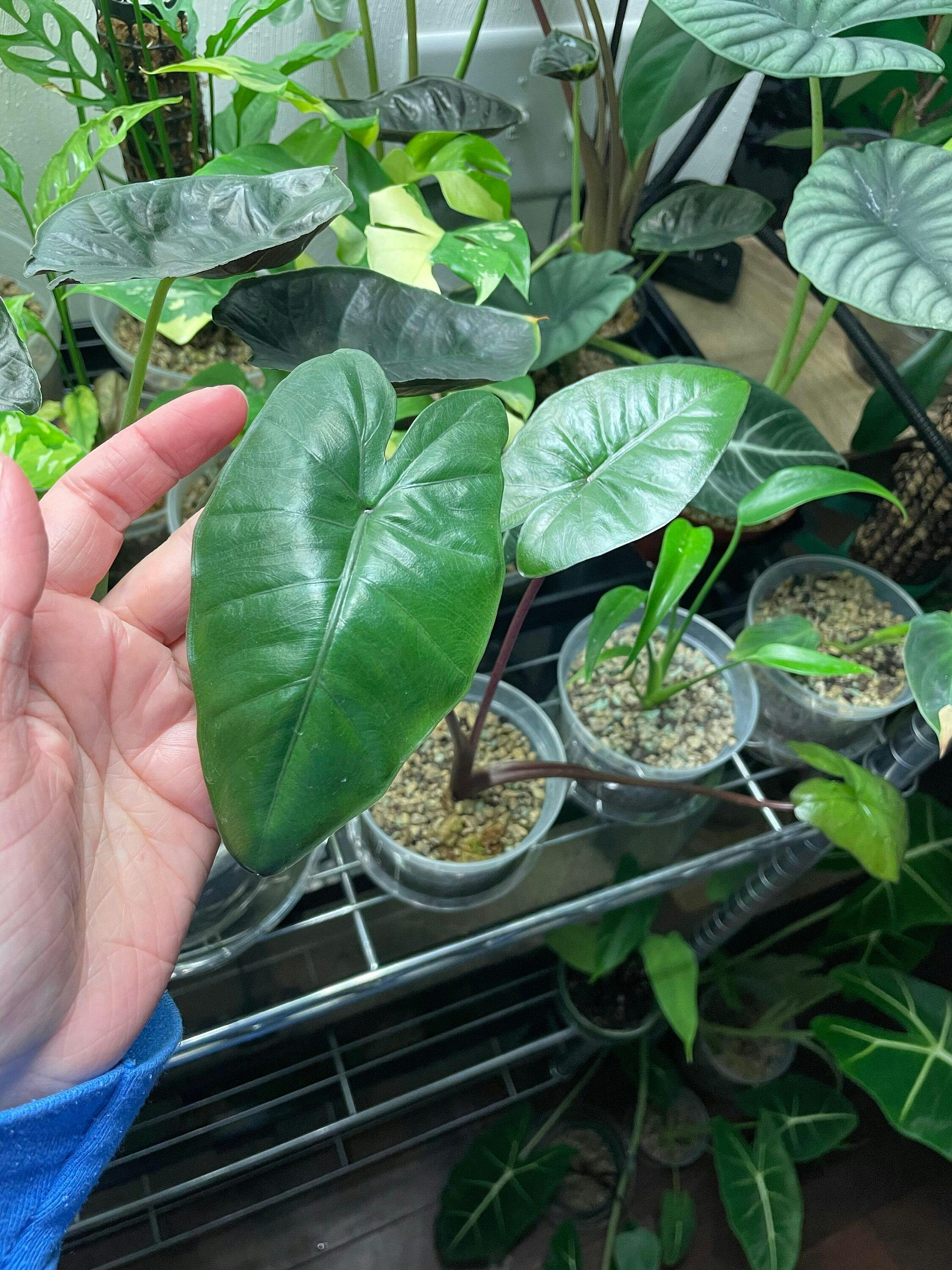 Green Goddess Elephant Ear- Alocasia puber – Wellspring Gardens