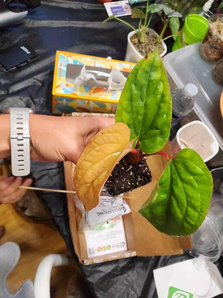 Anthurium SmallTalk Pink ppaf (Small Talk) - Anthurium