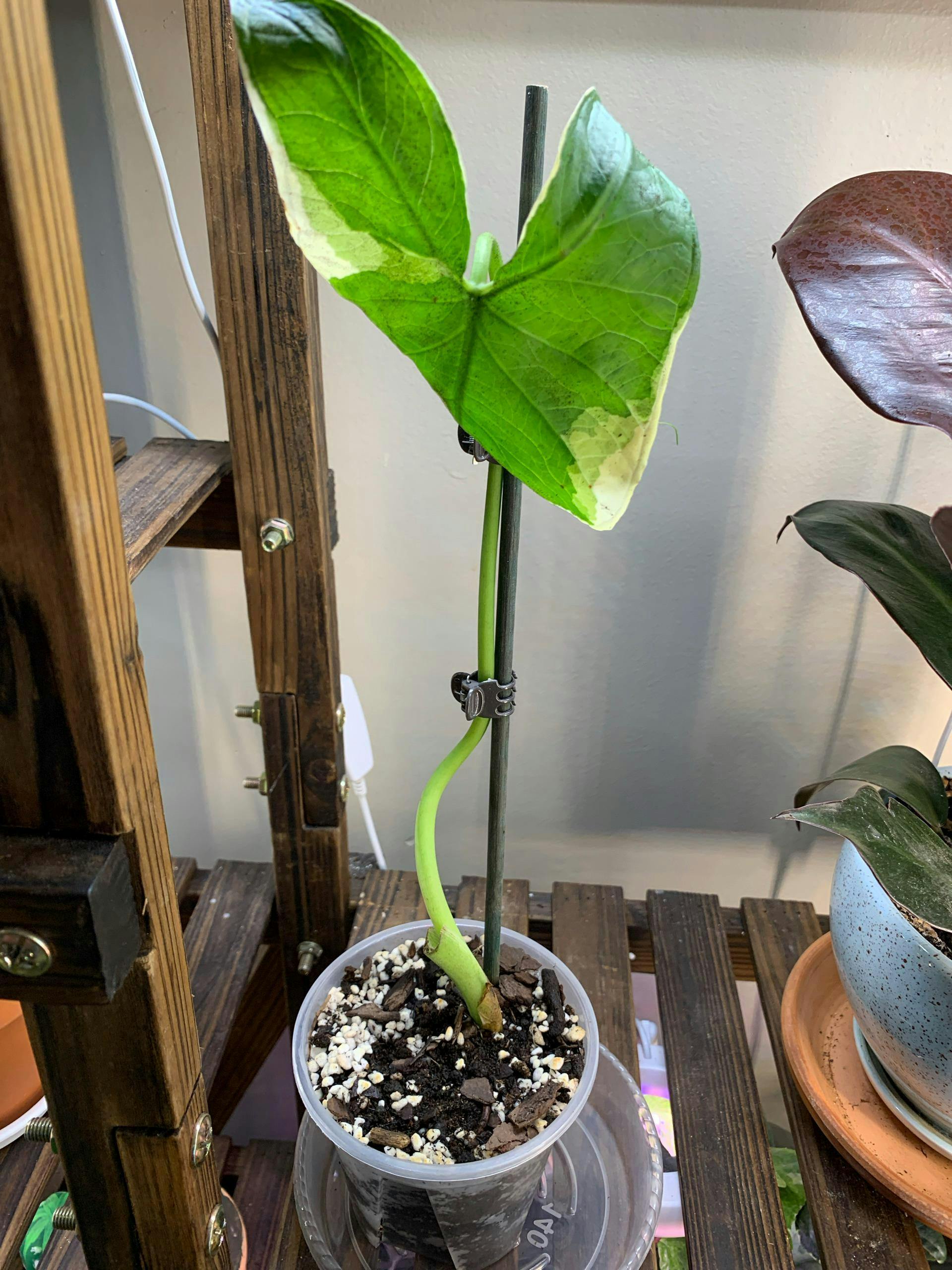 Alocasia Mickey Mouse Elephant Ear - Alocasia xanthosoma Variegata
