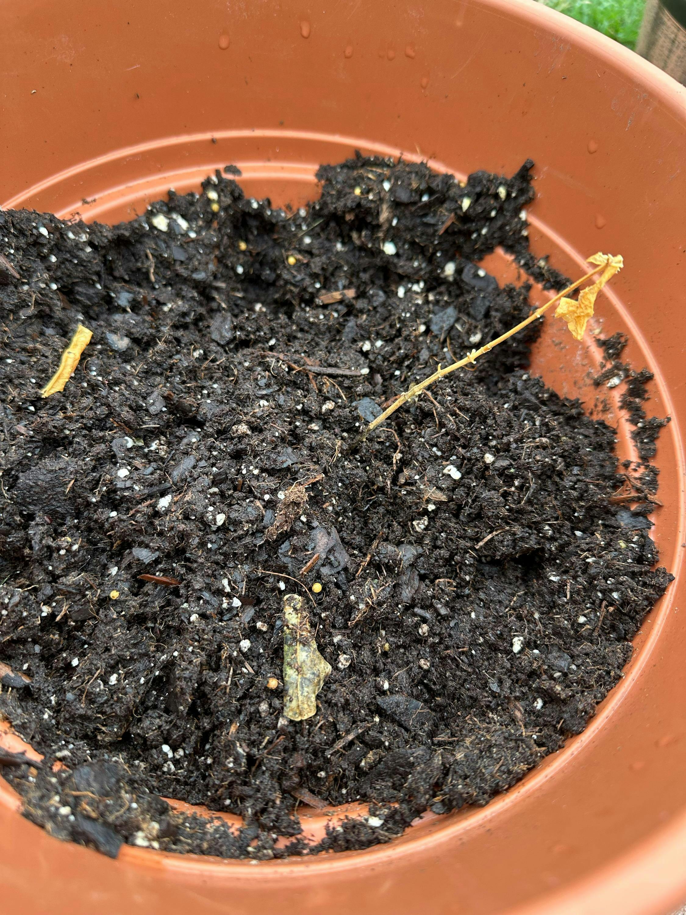 Poet's Jasmine - Jasminum officinale grandiflorum – Wellspring Gardens