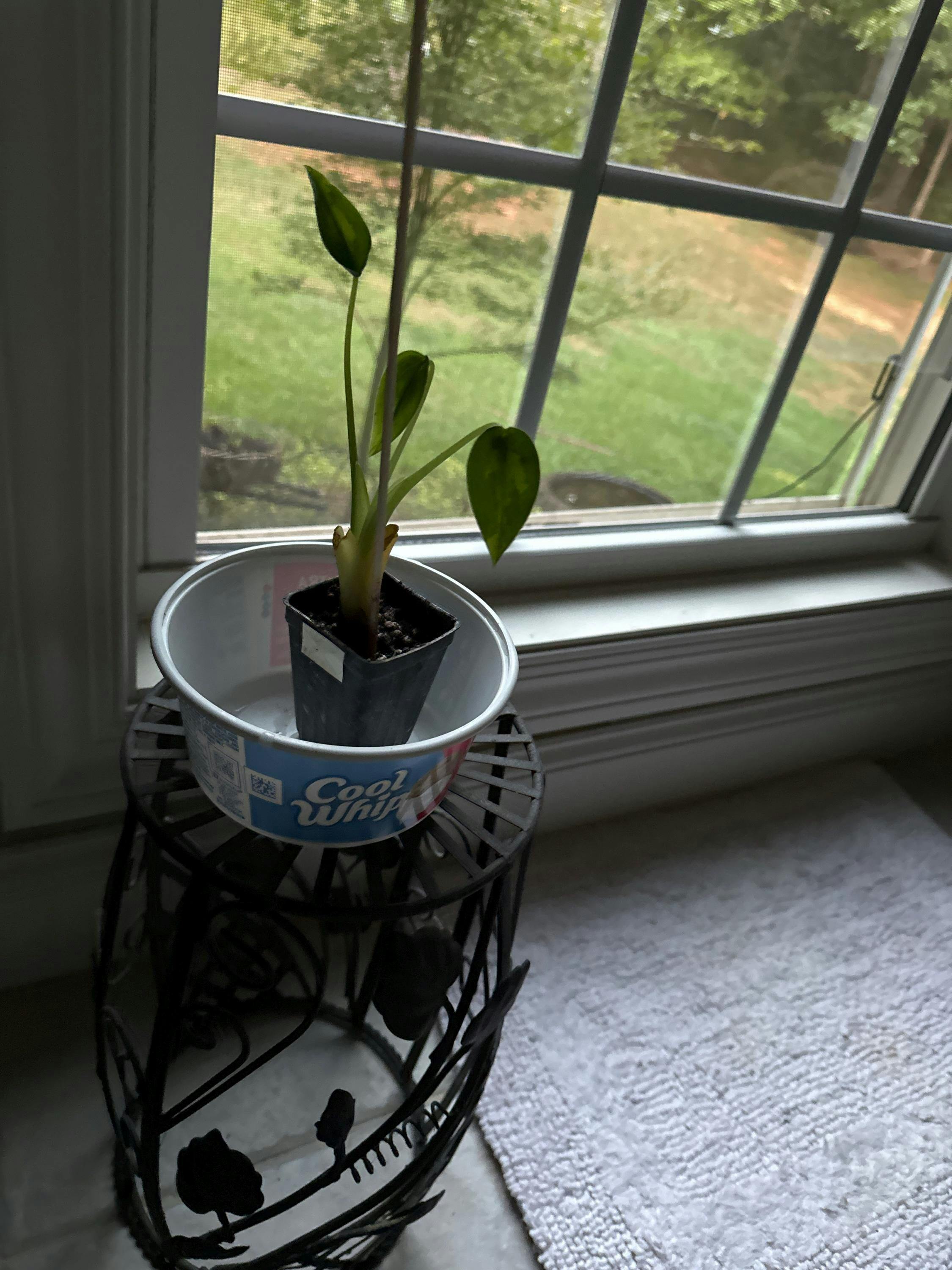 Frydek Elephant Ear - Alocasia – Wellspring Gardens