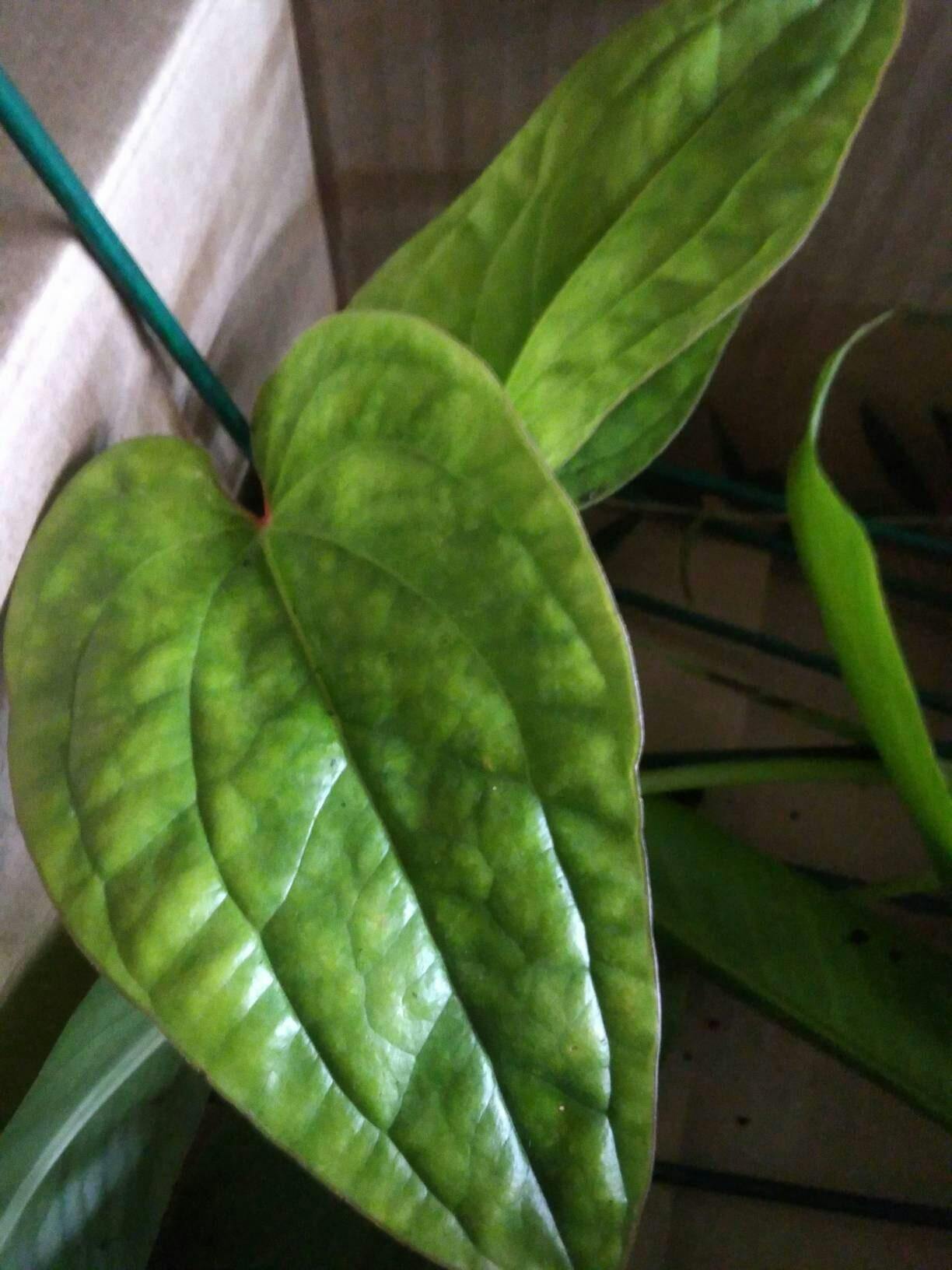 Anthurium SmallTalk Pink ppaf (Small Talk) - Anthurium