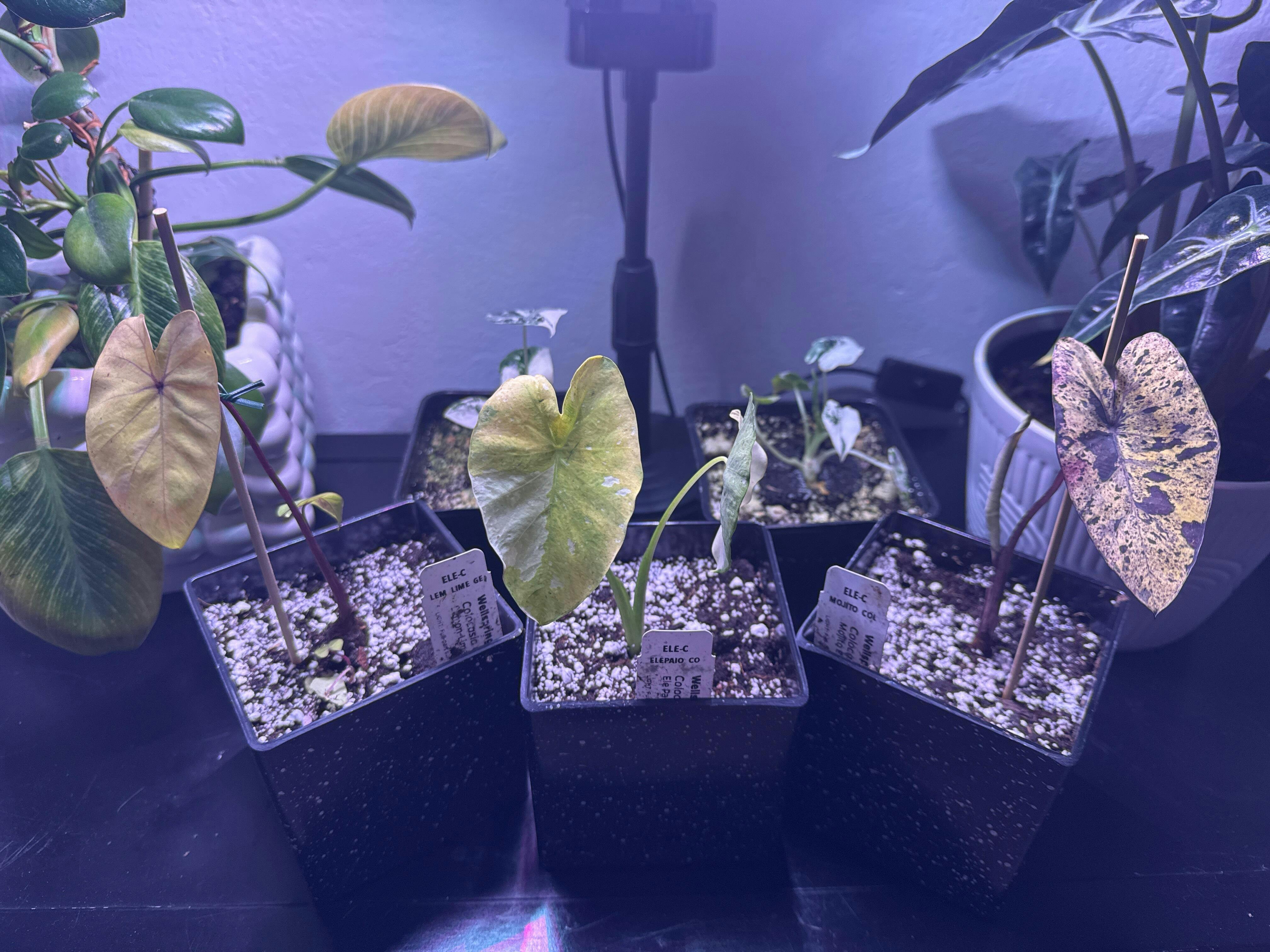 Mojito Elephant Ear PPAF - Colocasia esculenta – Wellspring Gardens