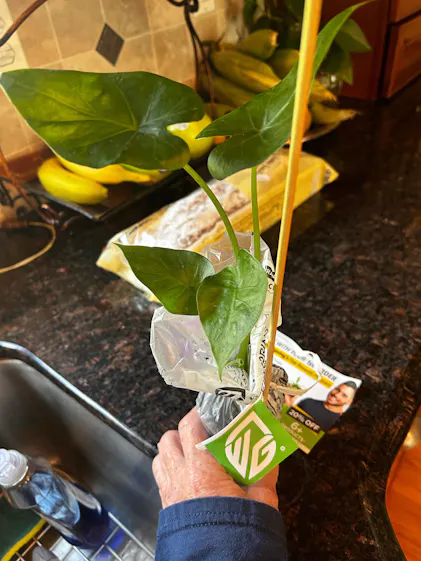 money attracting plants The Feng Shui Money Makers main image 1