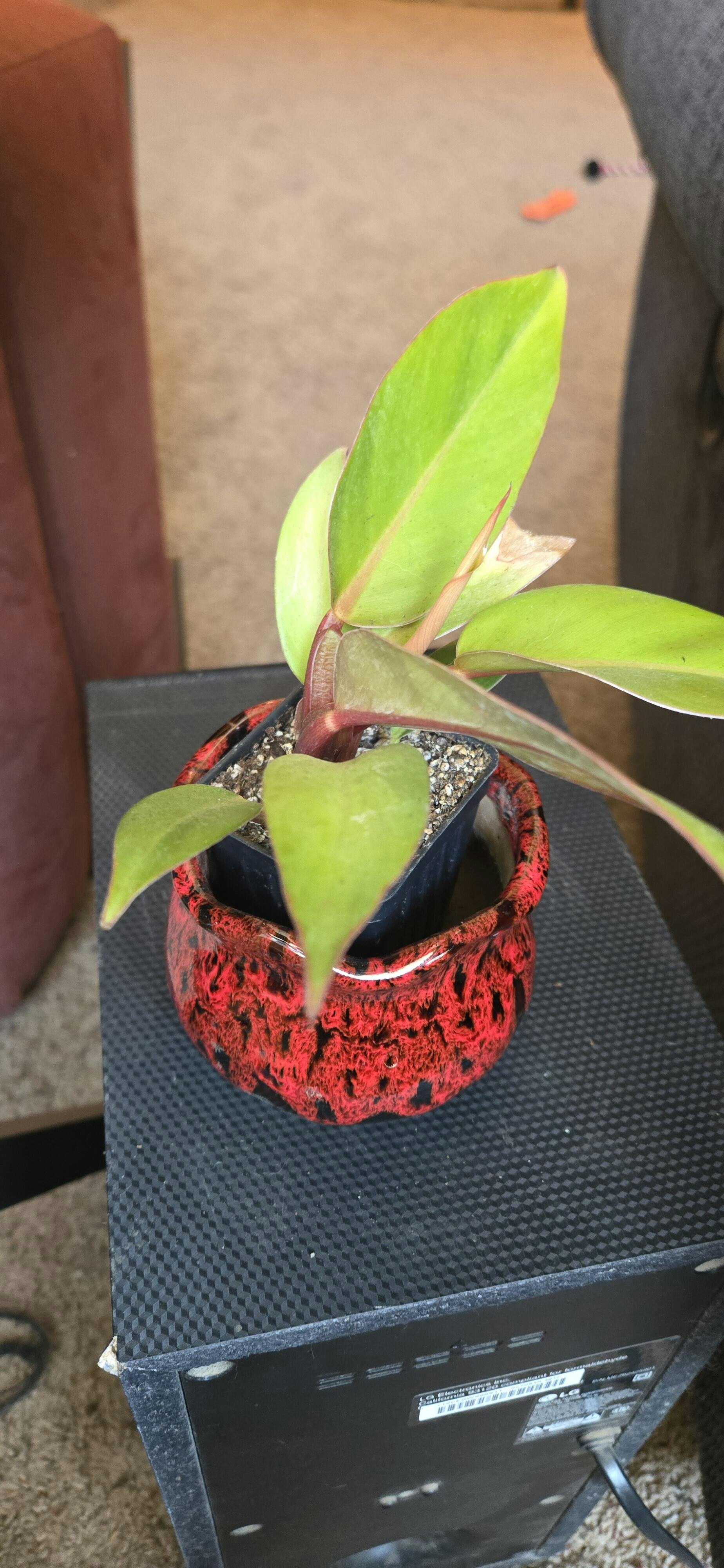 Pink Princess Philodendron - Philodendron erubescens – Wellspring