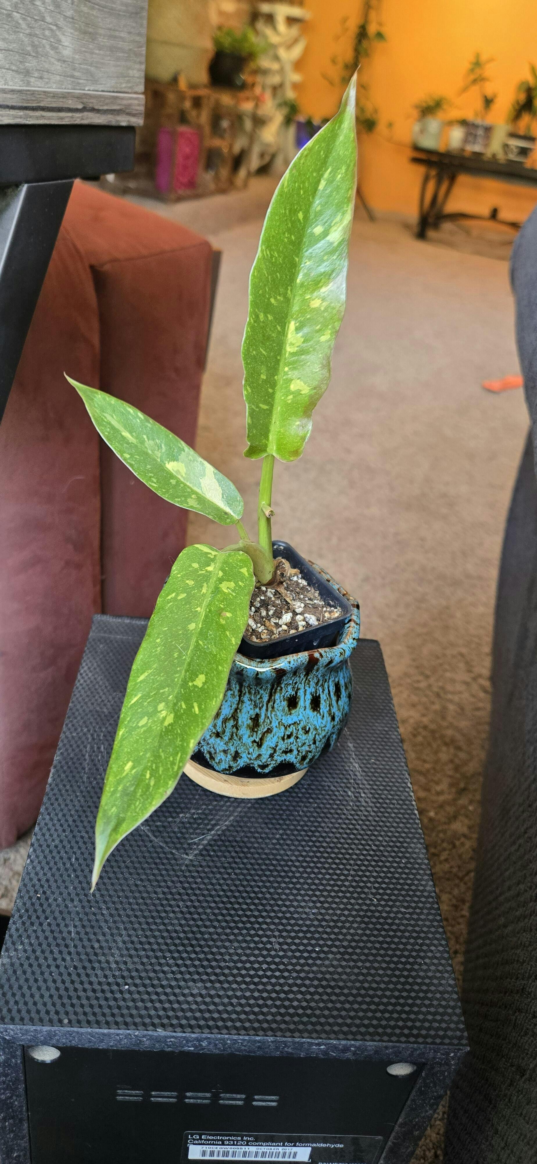 Pink Princess Philodendron - Philodendron erubescens – Wellspring