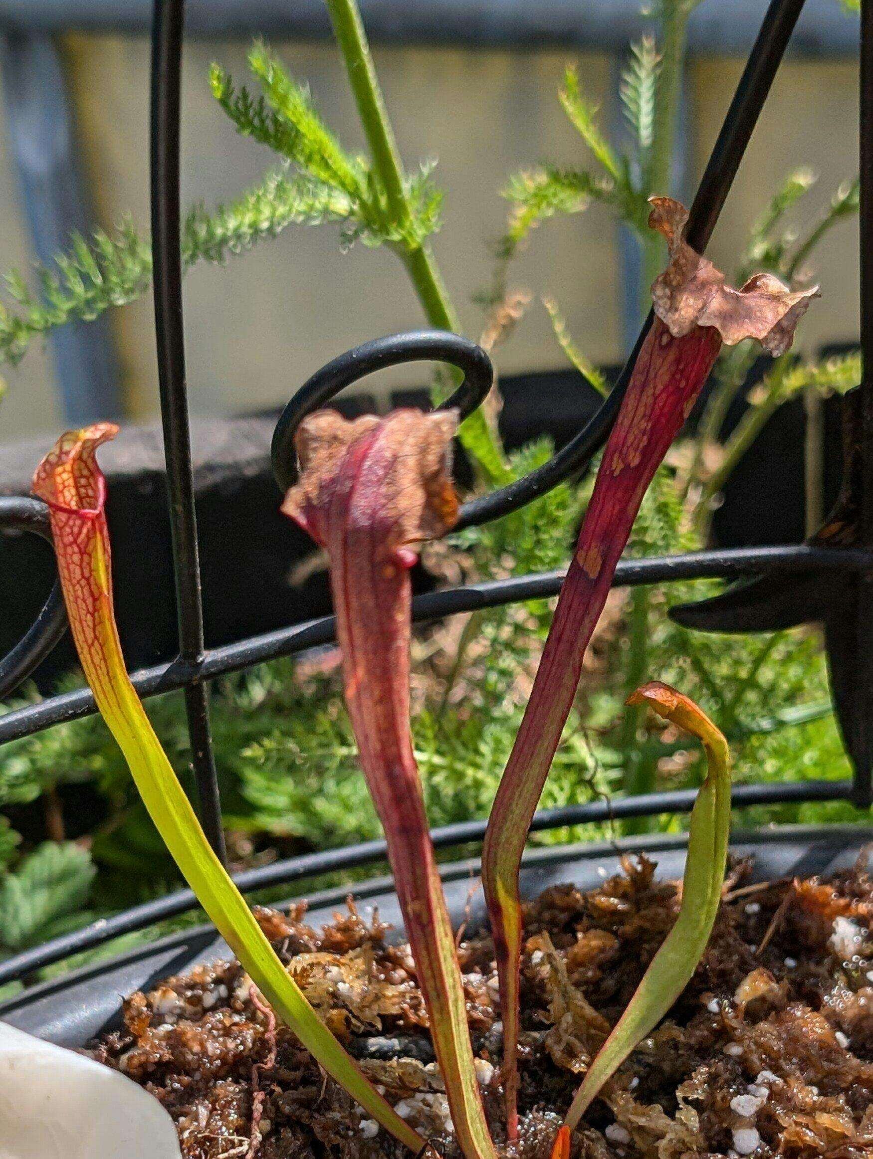 Fat Chance Carnivorous Pitcher Plant - Sarracenia – Wellspring Gardens