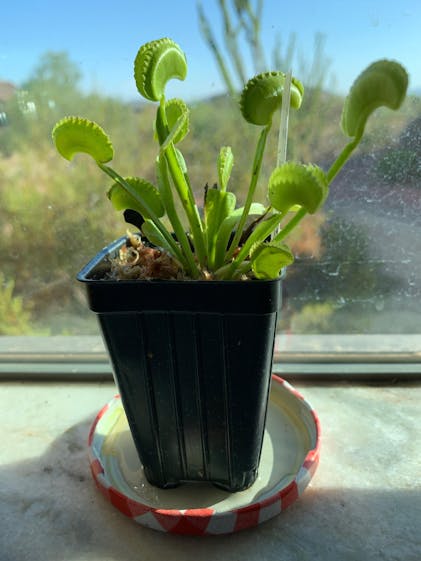 Akai Ryu Venus Fly Trap (Red Dragon) Carnivorous - Dionaea
