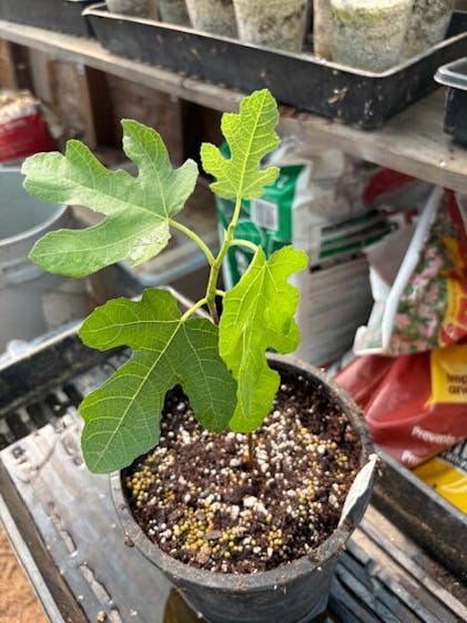 Olympian Fig Ficus carica – Wellspring Gardens