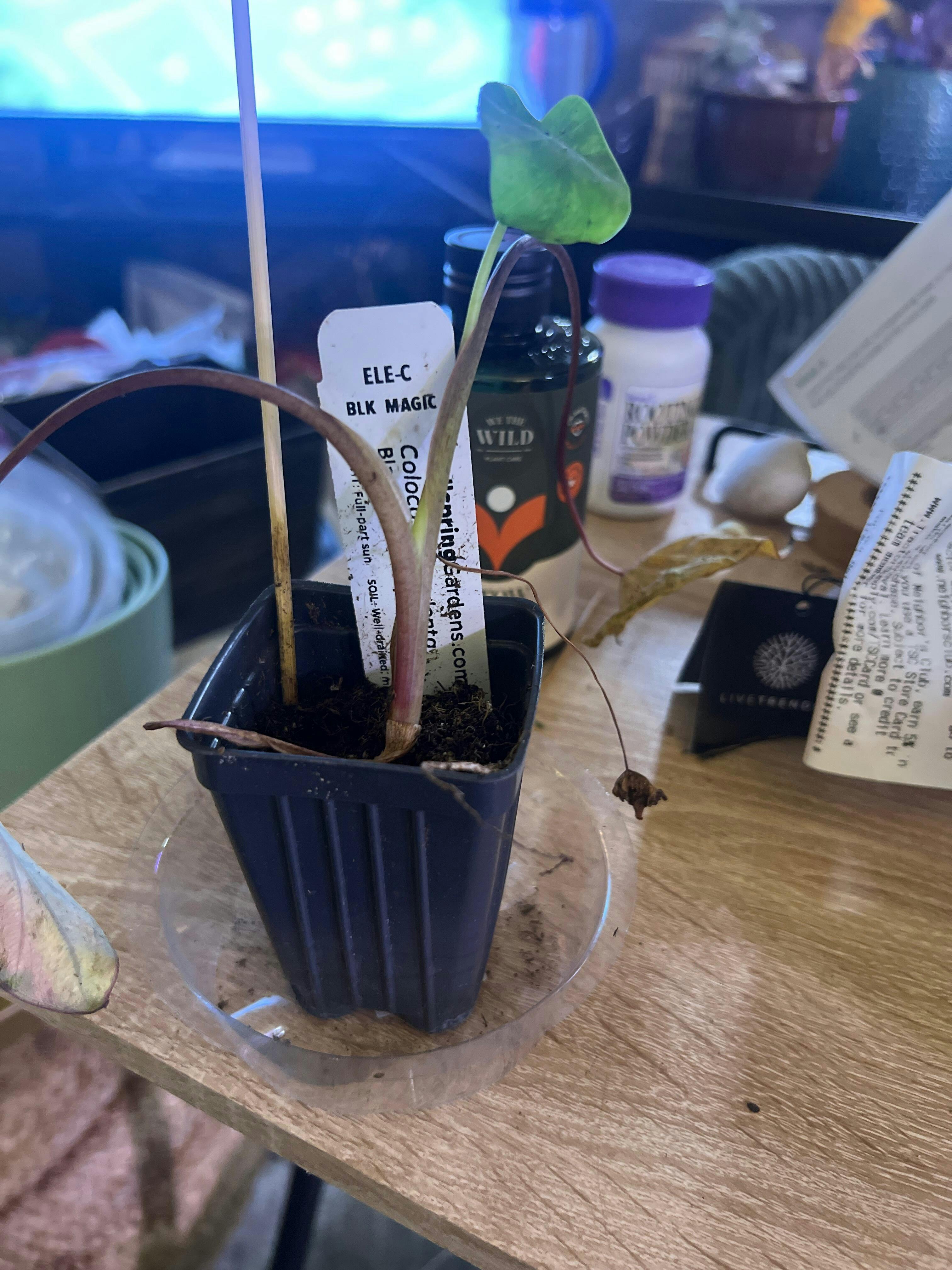 Black Goblet Elephant Ear - Colocasia – Wellspring Gardens