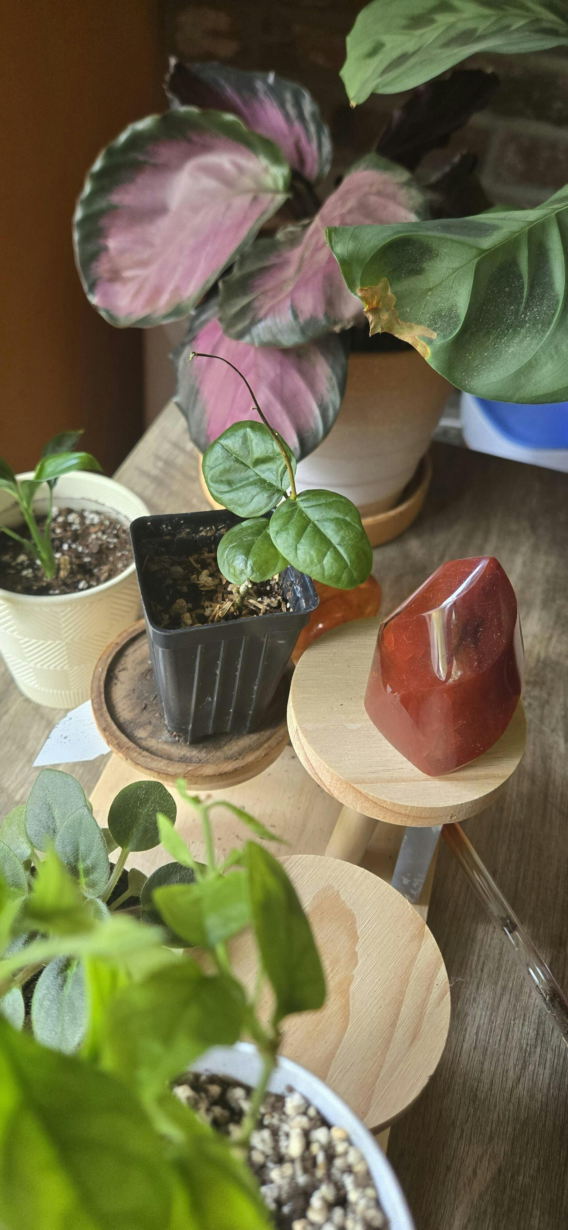 Grand Duke of Tuscany (Arabian Jasmine) - Jasminum sambac