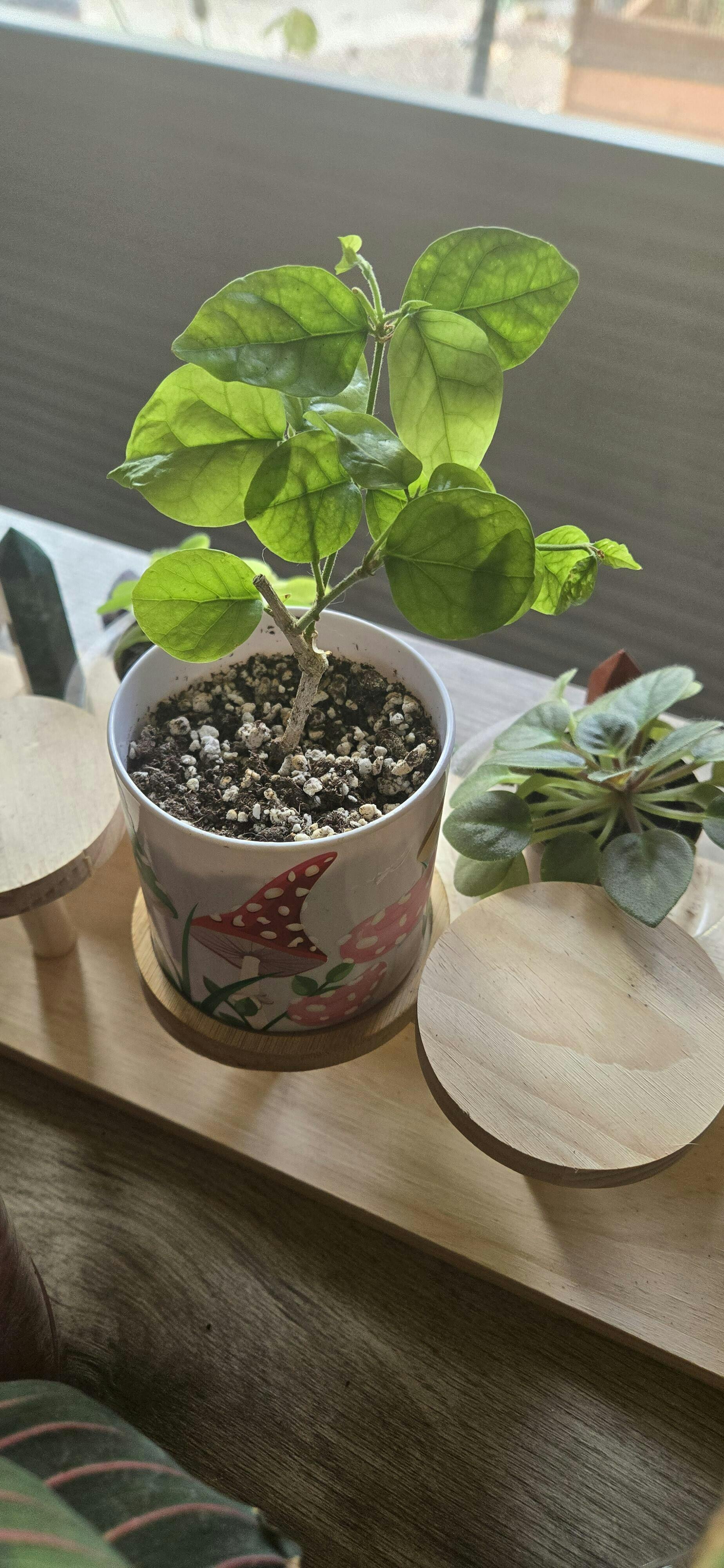 Grand Duke of Tuscany (Arabian Jasmine) - Jasminum sambac