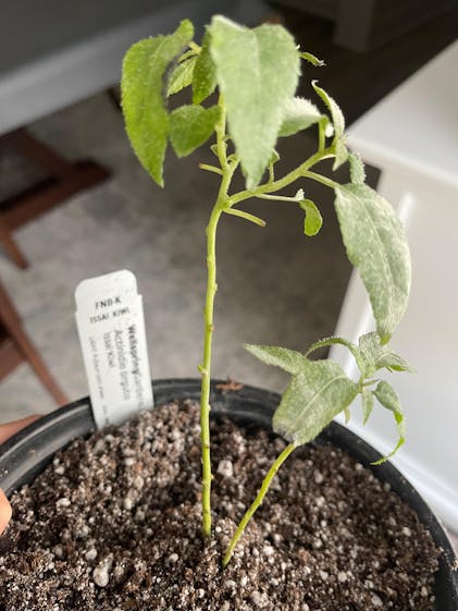 アカキン1個 120g×1 ミドキン5個 80g×2 100g×2 120g×1 Multi-Seeds + Oregano Nordic Crisps | Seed crackers - 5 oz Box