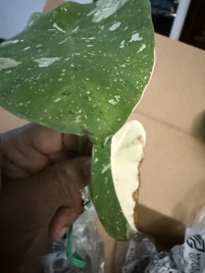 Mojito Elephant Ear PPAF - Colocasia esculenta – Wellspring Gardens