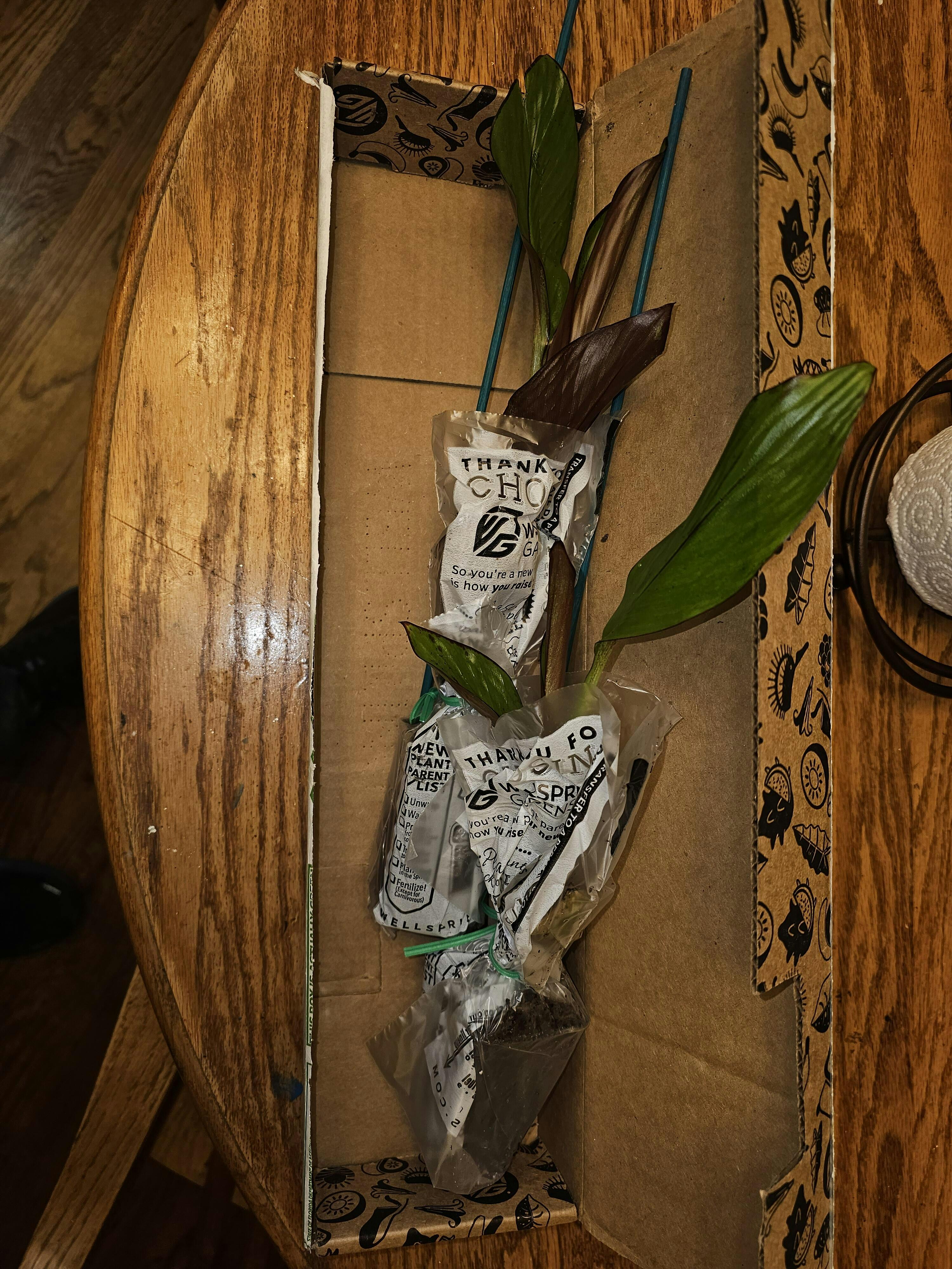 Basjoo Banana (Ornamental) - Musa – Wellspring Gardens