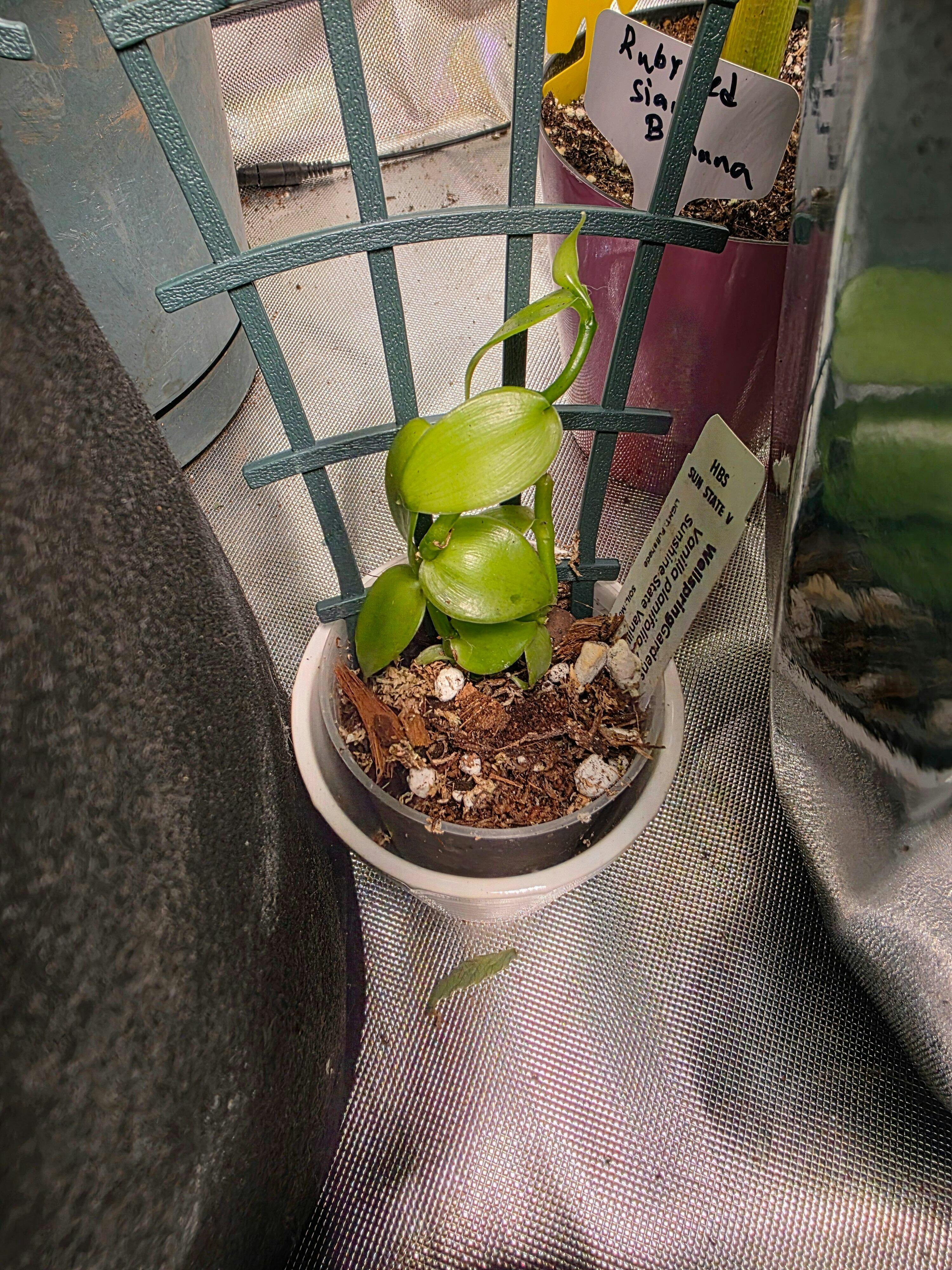 Sunshine State Vanilla Bean Orchid - Vanilla planifolia