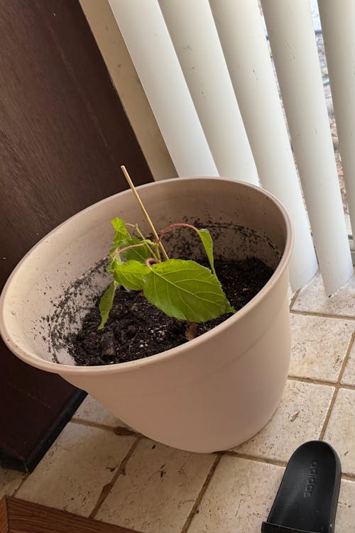 Vincent Female Kiwi - Actinidia chinensis